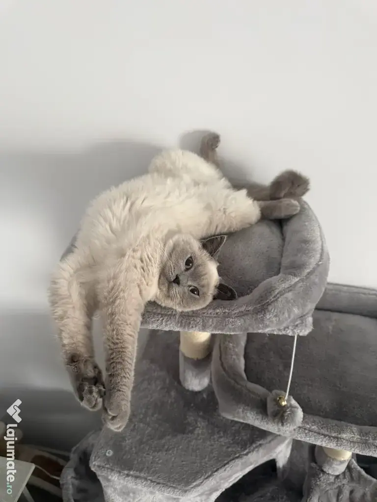 Motan British shorthair