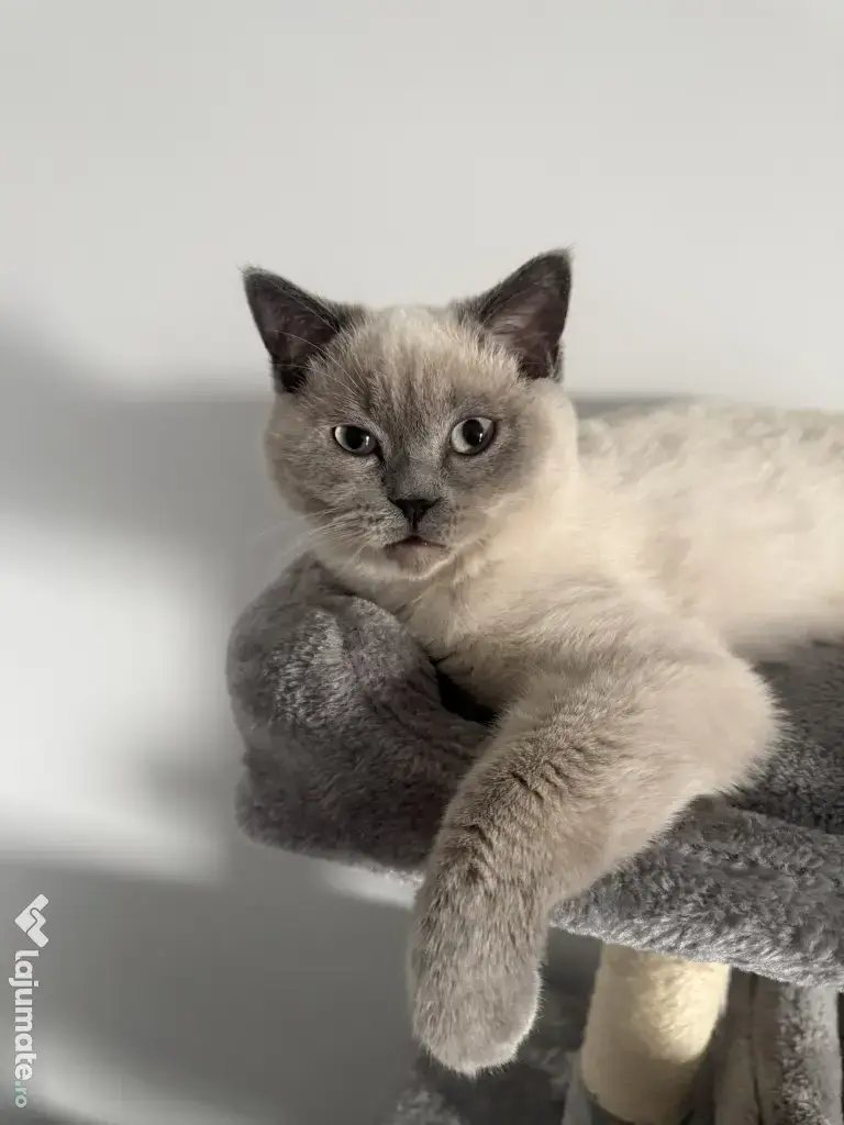 Motan British shorthair