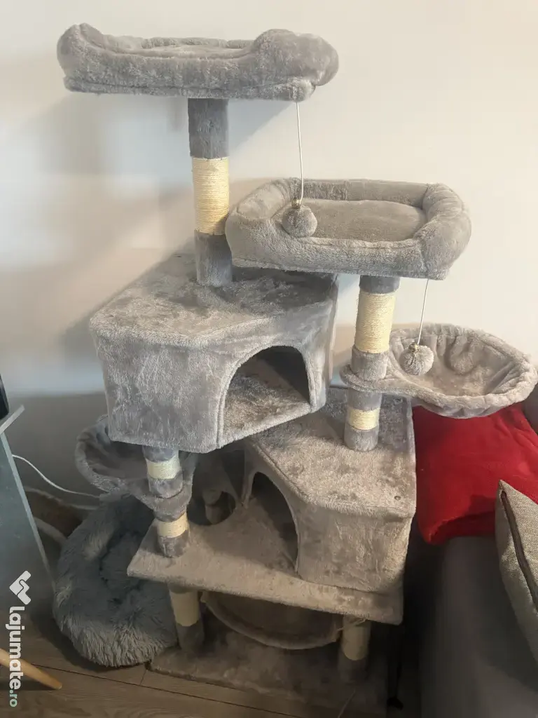 Motan British shorthair