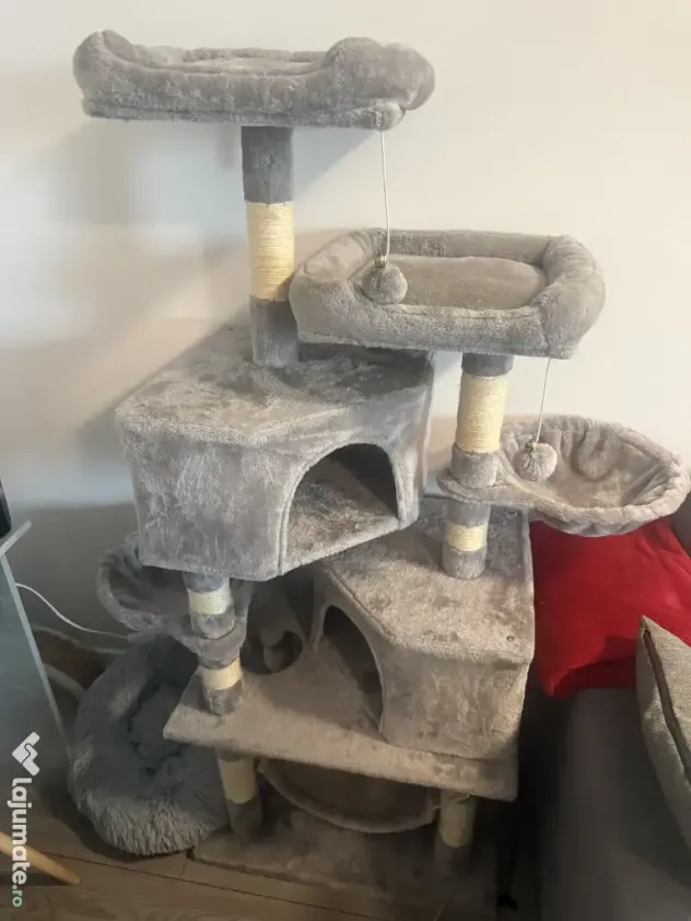 Motan British shorthair