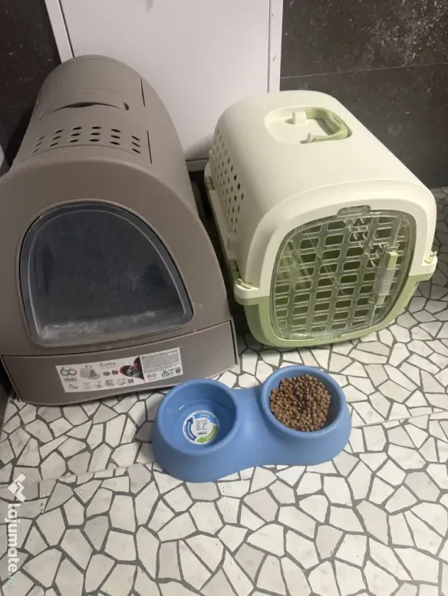 Motan British shorthair