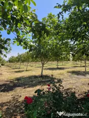Vând nuci românești în coajă – producție proprie din livadă ecologică 