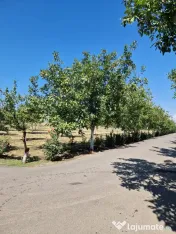 Vând nuci românești în coajă – producție proprie din livadă ecologică 