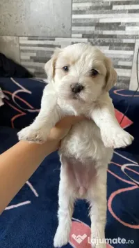 Pui bichon maltez 
