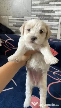 Pui bichon maltez