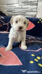 Pui bichon maltez 