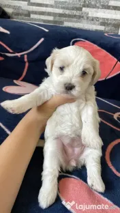 Pui bichon maltez 
