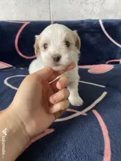 Pui bichon maltez 
