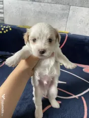 Pui bichon maltez 