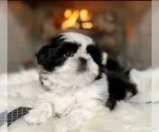 Shih tzu mini toy 