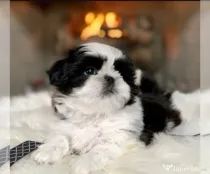 Shih tzu mini toy