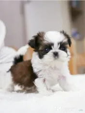 Shih tzu mini toy 