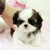 Shih tzu mini toy 