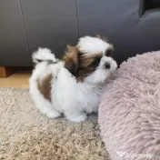 Shih tzu mini toy 