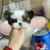 Shih tzu mini toy 