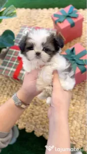 Shih tzu mini toy 
