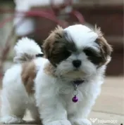 Shih Tzu 2 luni baietel 