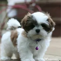 Shih Tzu 2 luni baietel