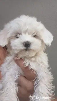 vând căței bichon maltez mini toy