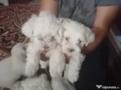 Vând căței bichon maltez mini toy