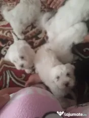 Vând căței bichon maltez mini toy