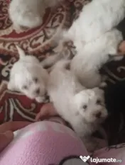 Vând căței bichon maltez mini toy