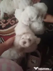 Vând căței bichon maltez mini toy