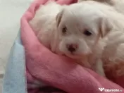 Vând căței bichon maltez mini toy