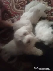 Vând căței bichon maltez mini toy