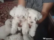 Vând căței bichon maltez mini toy
