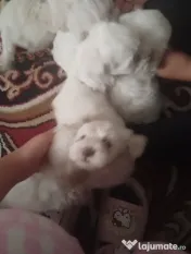 Vând căței bichon maltez mini toy