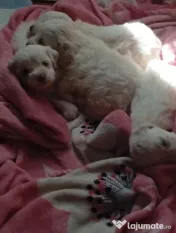 Vând căței bichon maltez mini toy
