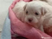 Vând căței bichon maltez mini toy