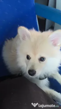 Pomeranian / Spitz Pitic