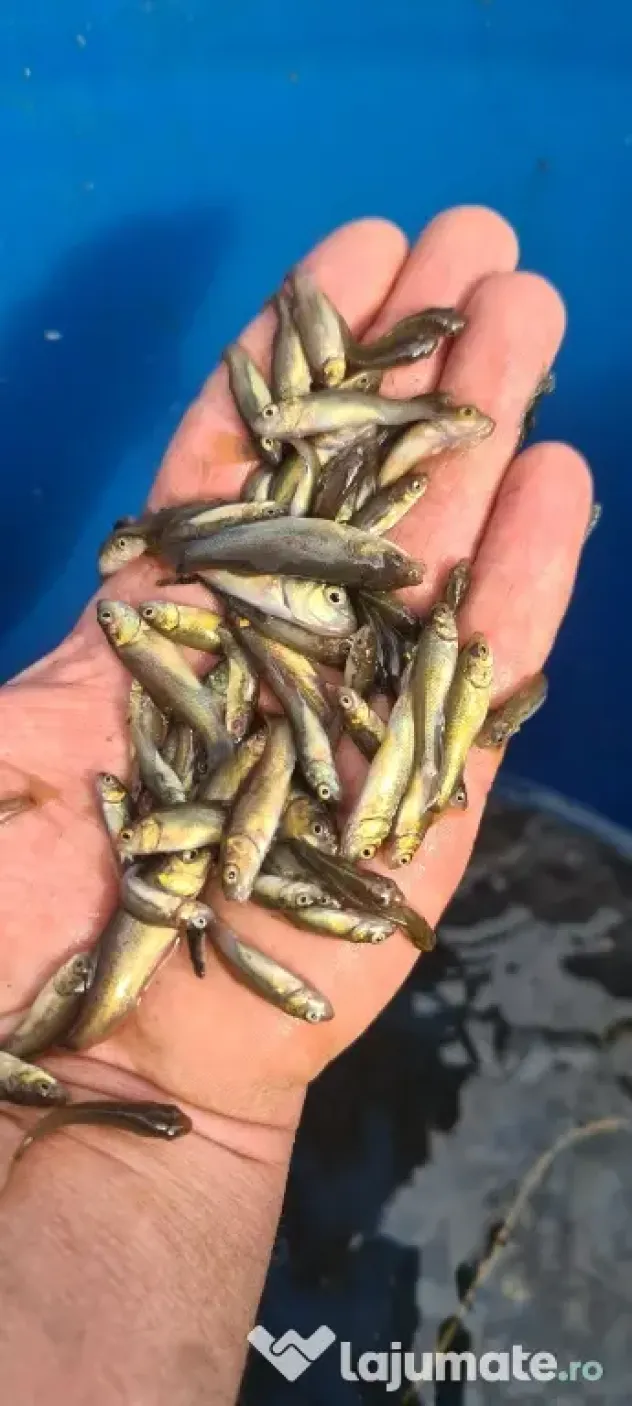 puiet de somn european lin fitofag novac amur ten crap