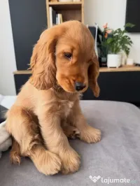Cocker spaniel 