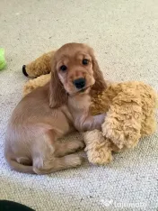 Cocker spaniel