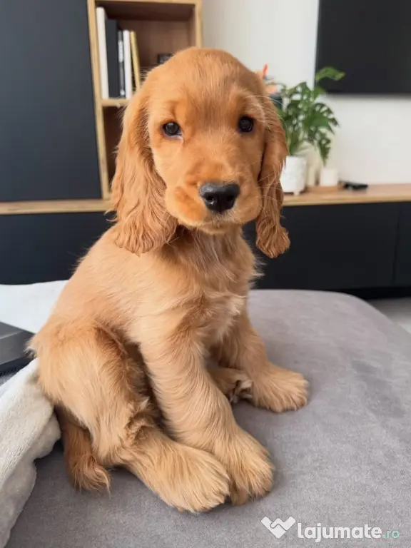 Cocker spaniel