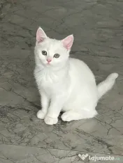 Pisica british shorthair 