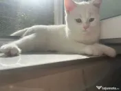 Pisica british shorthair 