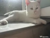 Pisica british shorthair 