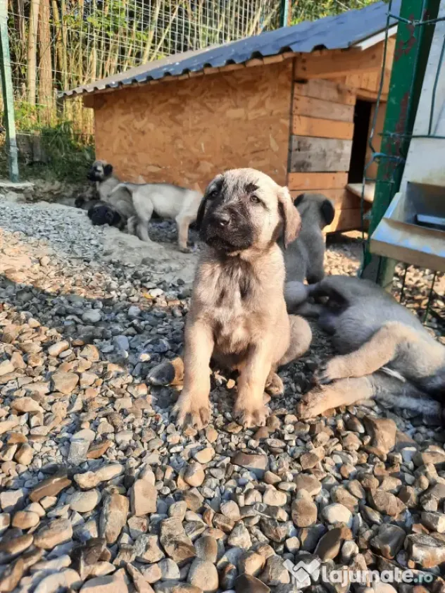 Pui kangal talie mare