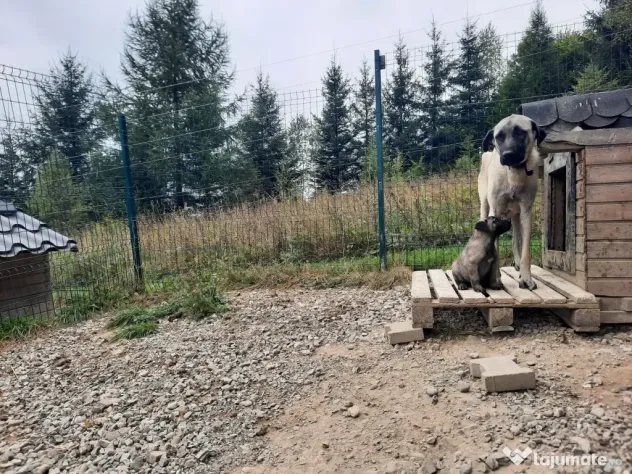 Pui kangal talie mare