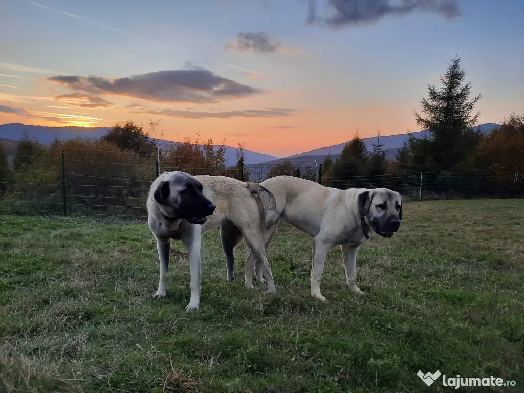 Pui kangal talie mare