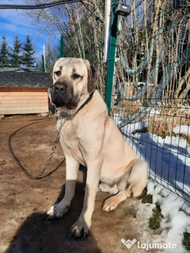 Pui kangal talie mare