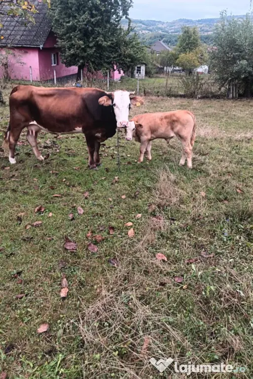 Vacă tânără cu vițel fatat – foarte bună de lapte, sănătoasă!