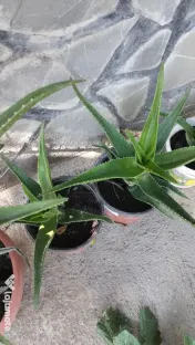 Bananieri aclimatizați Aloe Vera