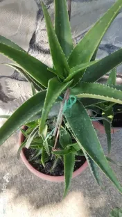 Bananieri aclimatizați Aloe Vera