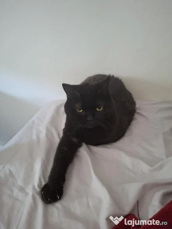 Adoptie pisica British