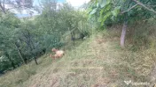 CASA 3 CAMERE TEREN 7770 MP BOTENI ARGEȘ